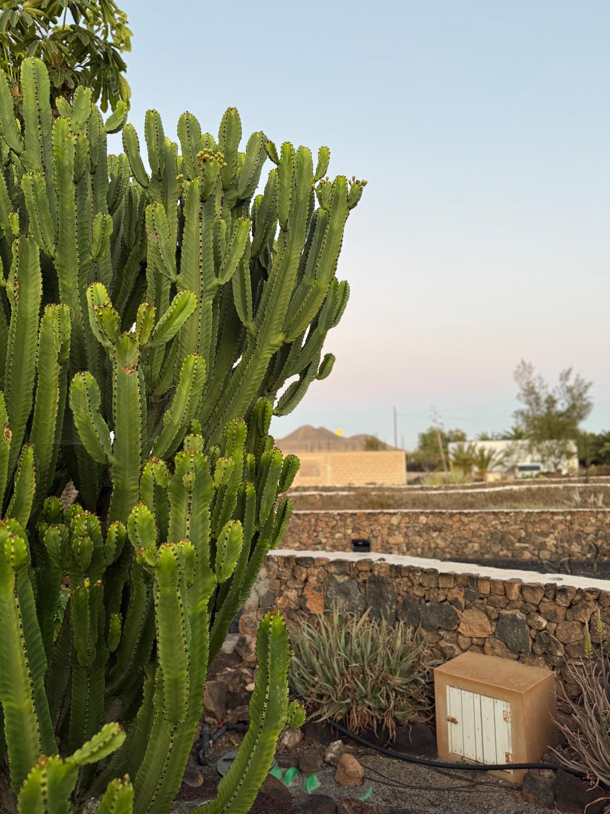 Kaktus im Garten der Finca